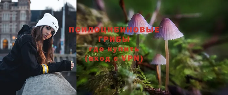 наркота  Кудрово  Галлюциногенные грибы MAGIC MUSHROOMS 